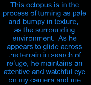 This octopus is in the process of turning as pale and bumpy as the surroundining environment as he appears to glide across the terrain in search of refuge while keeping an eye on my camera and me
