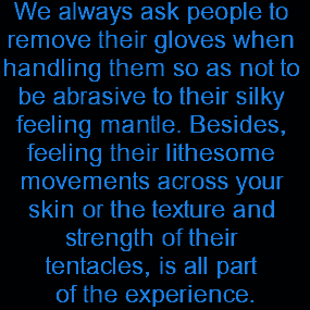 We always have people remove their gloves when handling them so as not to be abrasive to their silky feeling mantle. Besides, feeling their softness and movements across your skin is part of the experience
