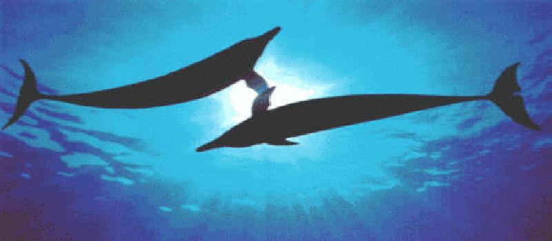 horizontal dolphins