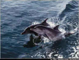 Bow Racing Dolphins