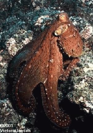 octopus against lava rock and coral