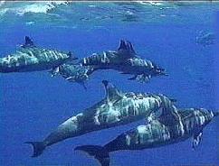 Sunlit Dolphins