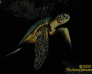 night turtle